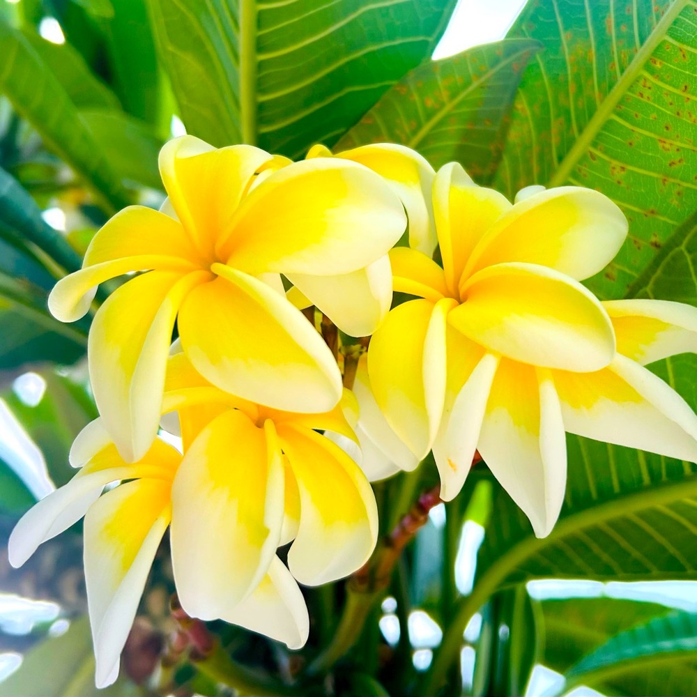 Meet your Posher, Alma